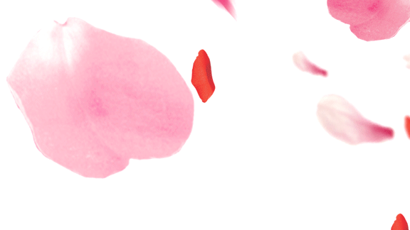 粉红花瓣飘落后期动画