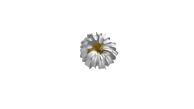 清新白色菊花花朵图片