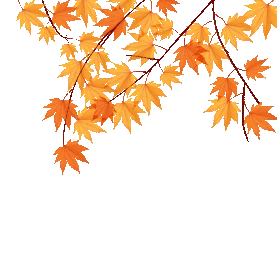 秋天落叶秋分黄的叶子图片