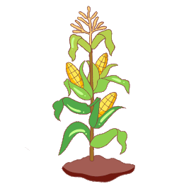 农作物玉米手绘插画gif图素材
