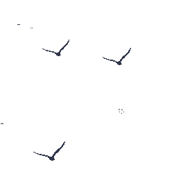 一排大雁南飞鸟类飞翔鸟群gif图素材