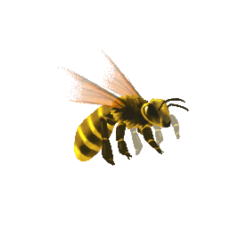 小蜜蜂昆虫嗡嗡飞行写实黄色gif图素材