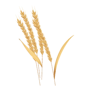 芒种金色麦子麦穗卡通gif图素材