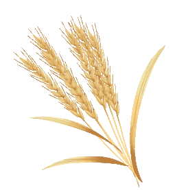 芒种金色麦子麦穗gif图素材