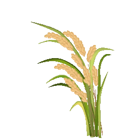 稻谷稻穗大米谷穗水稻粮食gif图素材图片