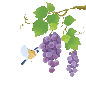 成熟葡萄新鲜水果gif图素材
