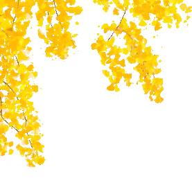 秋天树枝叶子银杏叶树叶黄色gif图素材