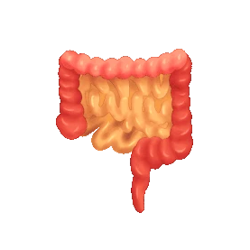 人体器官脏腑肠子红色gif图素材图片