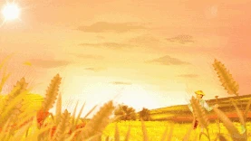 秋天稻田黄色丰收夕阳视频背景gif图素材