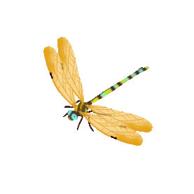 黄色昆虫蜻蜓gif图素材