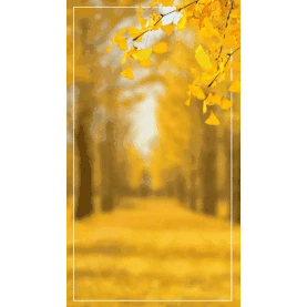 秋天秋季金色秋景树木落叶实景竖版视频背景海报gif图素材图片