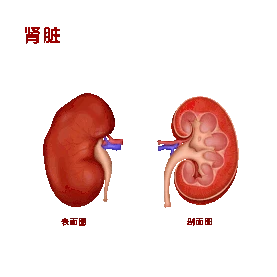 医疗人体组织器官肾脏实例图gif图素材