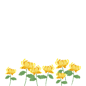 重阳节重阳菊花鲜花底边装饰花朵花gif图素材