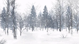 冬天冬季树林大雪雪景视频背景gif图素材小寒 大寒图片