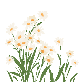 春天白色花朵小雏菊野花植物绿色gif图素材