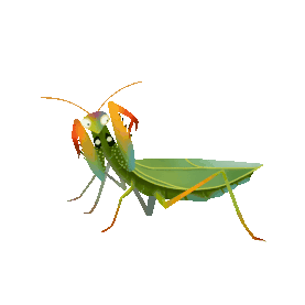 春天春季昆虫螳螂绿色gif图素材