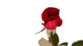 红色玫瑰花绽开gif图片元素花花