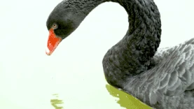 水中嬉戏的黑天鹅实拍图片