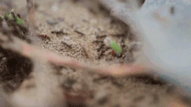 微距蚂蚁巢穴实拍图片