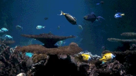 水族馆海洋世界实拍