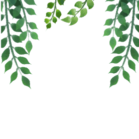 绿色植物叶子边框