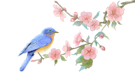 水彩花鸟画十二月花信之二月杏花图片