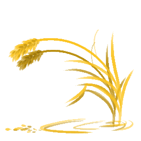 手绘秋天金黄的麦田麦穗大米元素图片
