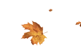 唯美秋天枫叶落下落叶gif图片元素