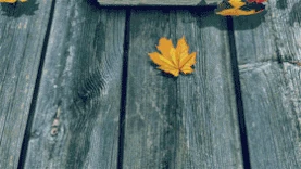 黄色枫叶秋天飘散gif图片背景图片