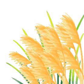白露成熟农作物芦苇花图片