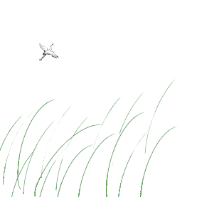 白露植物芦苇与飞鸟gif