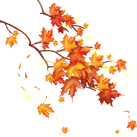 秋季光点枫叶掉落树枝落叶漂浮植物叶子
