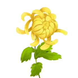 九九重阳节清明节黄色菊花花朵gif图片图片