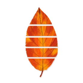 秋天秋季四季树叶色彩变化gif图片图片