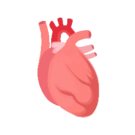 心脏人体器官心跳心脏跳动gif图片