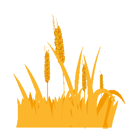 芒种粮食金黄色小麦秋收麦田gif图素材图片