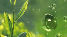 清新绿色水流化妆品宣传背景视频图片