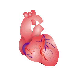 人体心脏跳动医学医疗内脏器官gif图素材