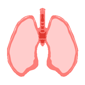 人体器官红色的肺插画gif图片