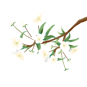 春天梨花白色花朵花枝枝叶植物树枝gif图素材