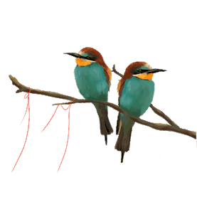 春天喜鹊小鸟树枝情人节动物鸟类gif图素材图片