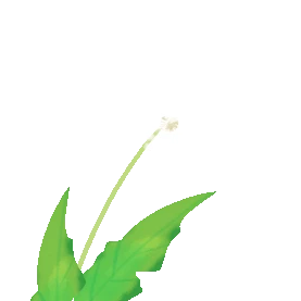 春天蒲公英植物花朵小草gif图素材图片