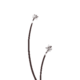 春天植物蒲公英花朵gif图素材