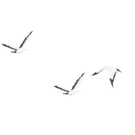 飞鸟鸟群在空中飞翔中国风gif图素材图片