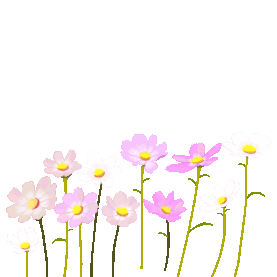 春天花朵格桑花摇动彩色gif图素材图片