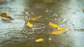 下雨天雨水雨滴滴落水面激起水花实拍视频背景gif图素材图片