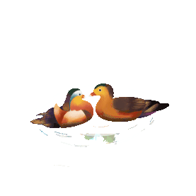 鸭子鸳鸯戏水水池水面动物鸟gif图素材