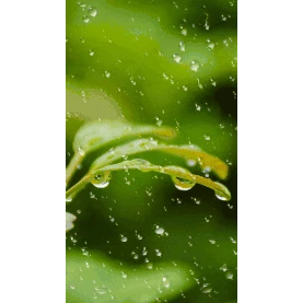 春天雨水下雨雨滴竖版视频背景海报gif图素材图片