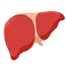 医疗人体器官立体肝脏卡通gif图素材