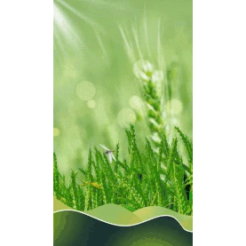 小满小麦麦子光效光斑绿色实景竖版视频背景实景海报gif图素材